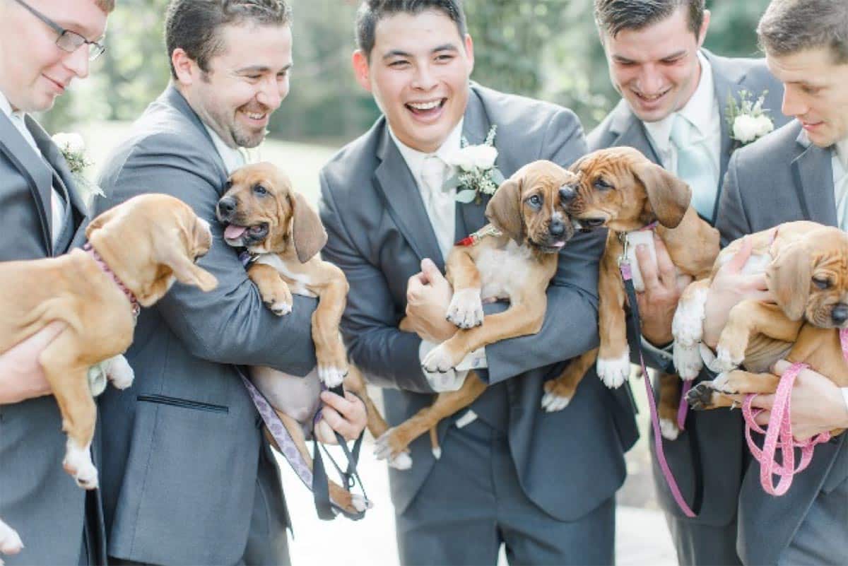Rent the Details: Rescue Dogs A How-To Guide to Inviting Your Dog to Your Wedding