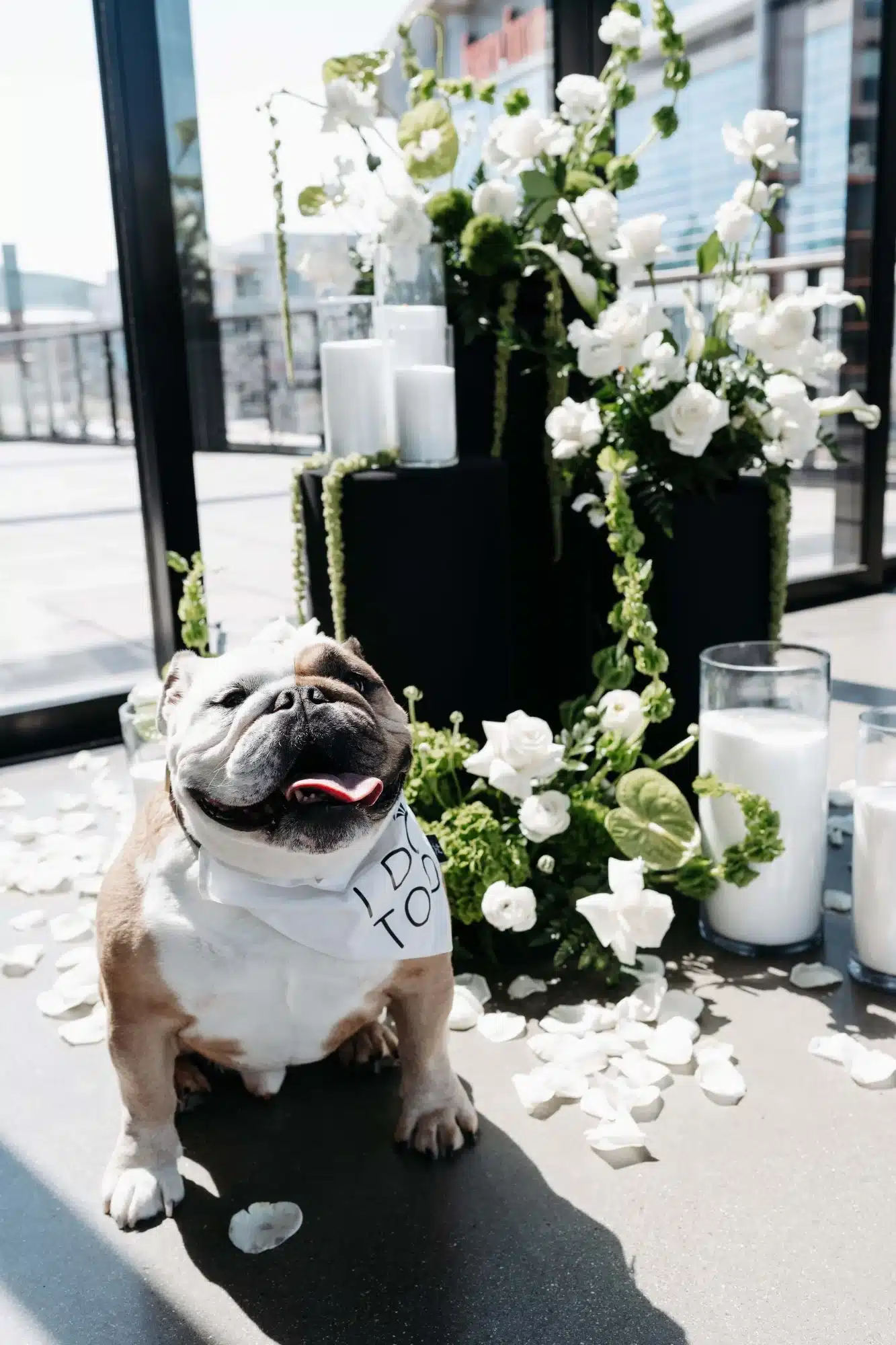 Piccola Pups, bulldog, posing in front of floral and candle arrangements from Reflections of You. Piccola Pups, bulldog, posing in front of floral and candle arrangements from Reflections of You.