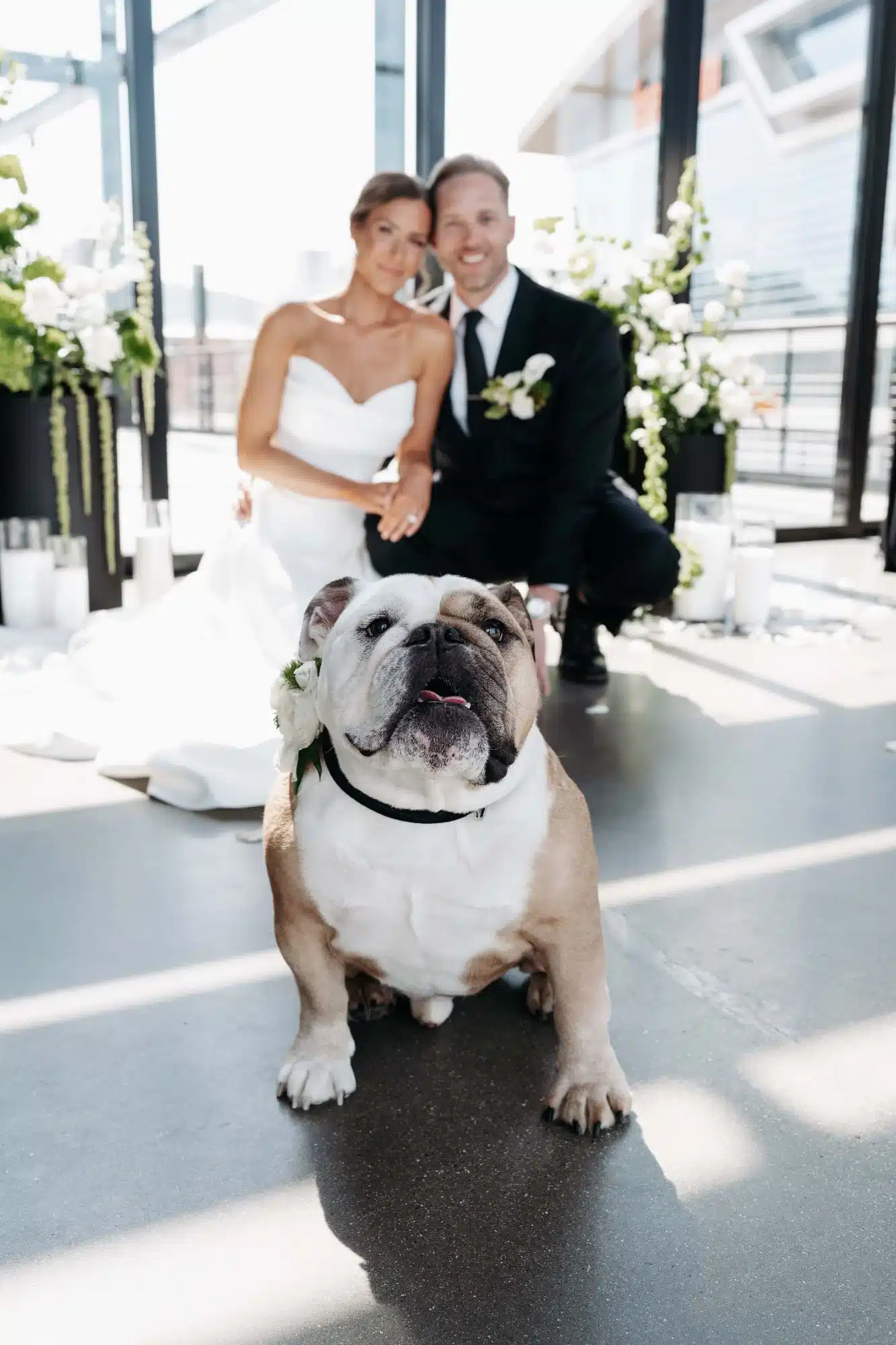 Piccola Pups bulldog in floral collar with bride and groom in the background. Piccola Pups bulldog in floral collar with bride and groom in the background.