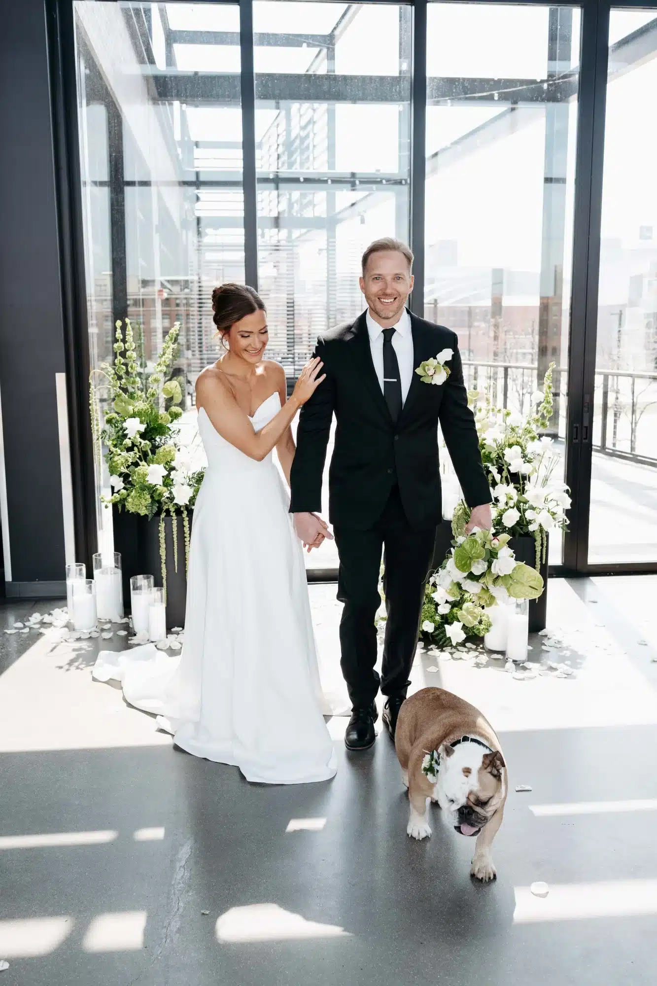 Bride and groom walking bulldog from Piccola Pups. Bride and groom walking bulldog from Piccola Pups.