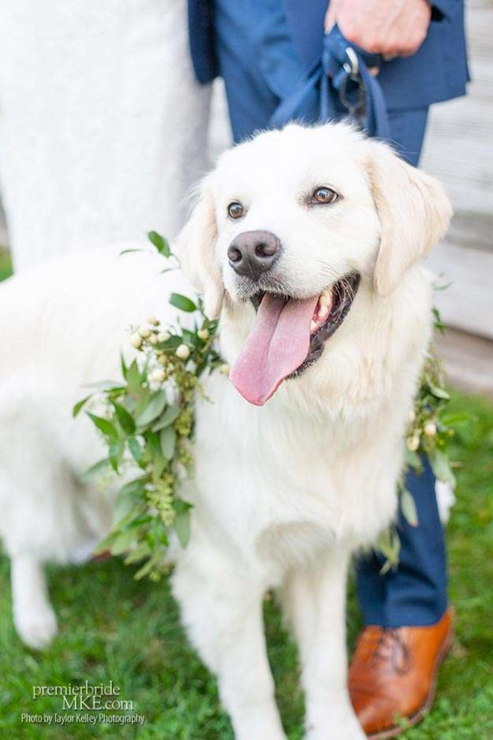Dog with vine collar for wedding